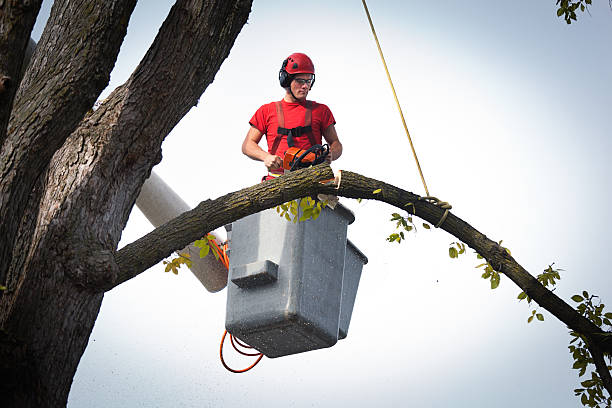 Why Choose Our Tree Removal Services in Au Sable, MI?